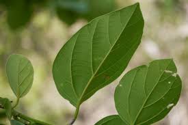 Image result for Cordia sp.A.
