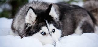 Support your husky by giving it chewable treats every now and then and toys made of different materials to help it develop strong healthy teeth.sometimes, a washcloth dipped in water and frozen can soothe sore gums, too. Siberian Husky Der Schneekonig Der Hund