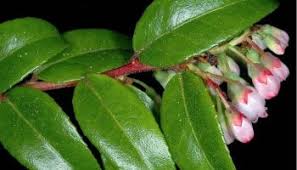 Image result for Vaccinium stanleyi
