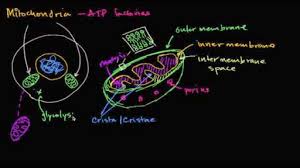 Maybe you would like to learn more about one of these? Structure Of A Cell Biology Library Science Khan Academy