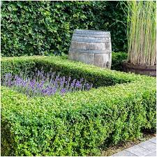 Image result for Buxus