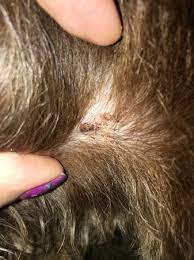 Ticks like to settle in hairless areas, so pay particular attention to your dog's head, neck, groin, feet, armpits and ears. Scab On Dog After Tick Bite