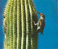 This desert, unlike any other desert on earth remember the bird nests way up high in the saguaros? Nps Natural History Handbook Saguaro