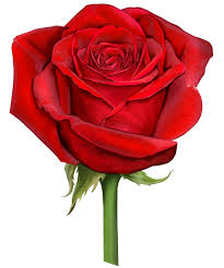 Christmas Red Red Rose Drawing Rose Flower Png Red Roses