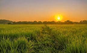 Ekosistem Sawah Pengertian Jenis Gambar Komponen
