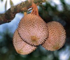 Kejayaan kaedah ini lebih tinggi iaitu mencapai 80% hingga 90% bergantung pada jenis pokok, kemahiran penjagaan. Jabatan Pertanian Perkasa Industri Durian