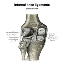 Tendons join muscles to bones. Medial Collateral Ligament Of The Knee Radiology Reference Article Radiopaedia Org