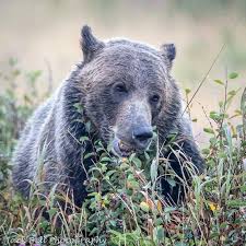 Grizzly Bear Feeding On Huckleberries In Glacier National Park Glacier National Park Glacier National National Parks