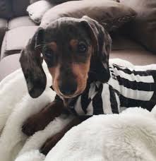 I have 4 dachshund puppies for sale. Red Dapple Miniature Dachshund Puppies In Co Al Az Ar Ca Ct De Fl Ga Id Il In Ia Ks Ky La Me Dachshund Puppy Miniature Weiner Dog Weenie Dogs