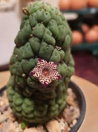 Image result for Streptocarpus eylesii