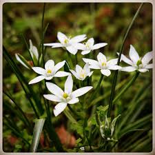 Image result for Glebionis carinata `German Flag`