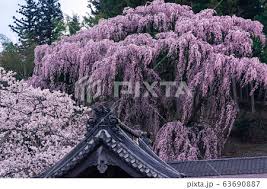 How to plant the weeping cherry tree. Double Weeping Cherry Trees Photos Pixta