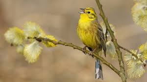 Unsere Gartenvogel Diese Vogel Sind Bei Uns Zu Sehen Br Wissen