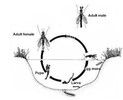 It's not possible to eradicate them completely but you can make your garden less attractive midges in scotland are found in large numbers and they're famous for their capacity to bite incessantly. Biology And Control Of Non Biting Aquatic Midges Nc State Extension Publications