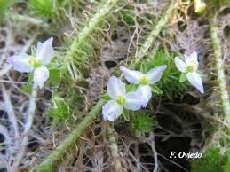 Image result for Mayacaceae