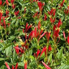Image result for Spigelia