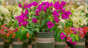 During the growing season, you'll find a stunning selection of robust native plants for sale in our garden shops, at garden in the woods and nasami farm. Wholesale Nursery Garden Center Orange County Ny Rockland Ulster Sullivan Bergen E P Jansen Nursery Stoneyard