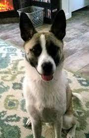 Maybe you would like to learn more about one of these? Pets For Adoption At Spca Of Wake County In Raleigh Nc Petfinder