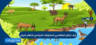 كيف تنتقل الطاقة بين المخلوقات الحية في النظام البيئي موقع محتويات