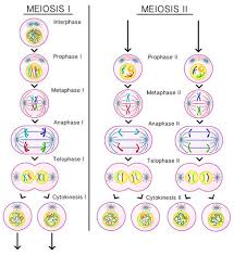 Telophase 2 Diagram Catalogue Of Schemas