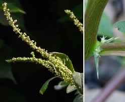 Image result for Amaranthus spinosus