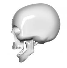 Scale bar indicates 50 mm. Side View Human Skull Icon Psd Gooloc