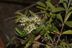 Image result for Nuxia oppositifolia