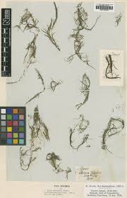 Image result for Najas horrida