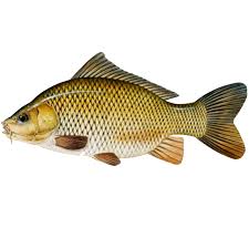 Image result for ikan