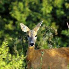 Doch die arbeit lohnt sich, denn eine schöne gartenanlage ist ein herrlicher ort der. Rehe Im Garten So Schutzt Du Deine Pflanzen Willkommen In Franks Kleinem Garten