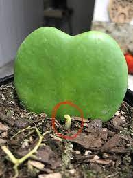 For those that say the plants won't grow from leaf cuttings, it simply is not true. Why Does My Hoya Kerrii S Baby Leaf Look Shriveled Up