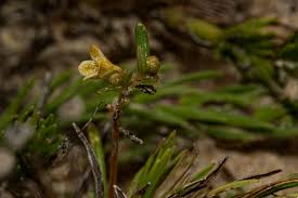 Image result for Napoleonaea angolensis