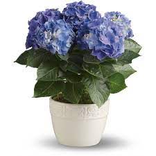 Our convenient nursery offers a full selection of shade and flowering trees, native plants, japanese maples, shrubs, groundcovers, and perennial and annual flower selections, including options from the proven winners and simply. Happy Hydrangea Blue In Frederick Md Amour Flowers
