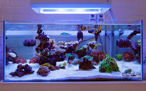 4x5 2014 Featured Nano Reefs Featured Aquariums Monthly Featured Nano Reef Aquarium Profiles Reef Aquarium Saltwater Aquarium Aquarium