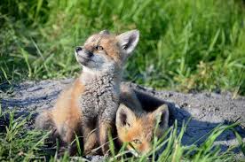 pin on fox pups