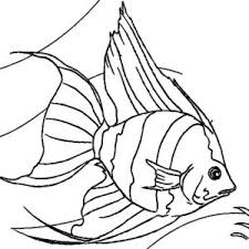 Select one of 1000 printable coloring pages of the category fish. Free Online Coloring Page To Download Print Part 2