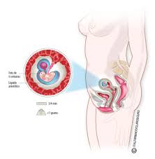 Embarazo Semana 6 Aparece El Latido Fetal En La Ecografia Natalben