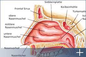 Ist die nasenschleimhaut gereizt, reagiert sie mit schwellungen, rissen und gereiztheit. Anatomie Der Nase Hno Netz Essen