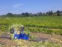 Informatii utile pentru cei aflati in cautarea unui loc de. Botosani Locuri De Munca Anunturi Lajumate Ro