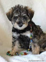 Giant schnoodle puppies for sale in pa. Pin On Schnauzer Groot