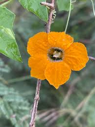 Image result for Momordica boivinii