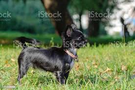 Foto De Um Chihuahua Da Cabeca Da Maca Do Longocabelo Cao De Brinquedo O Cao Energetico Novo Esta Andando No Prado E Mais Fotos De Stock De Amizade Istock
