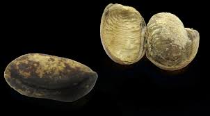 Image result for Monodora minor