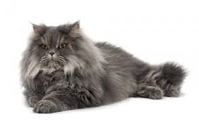One of the oldest cat breeds, it takes its name from its place of origin: Persian Iranian Shirazi Cat Breed Info Nutrition Grooming Adopting