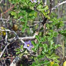 Image result for Solanum linneanum