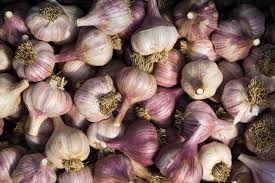 How To Plant And Order Garlic High Mowing Organic Non