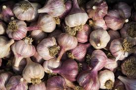 how to plant and order garlic high mowing organic non