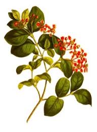 Image result for Malpighia