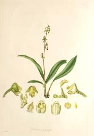 Image result for Polystachya kermesina