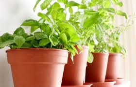 Maybe you would like to learn more about one of these? 10 Important Tips To Create Your Own Indoor Herb Garden